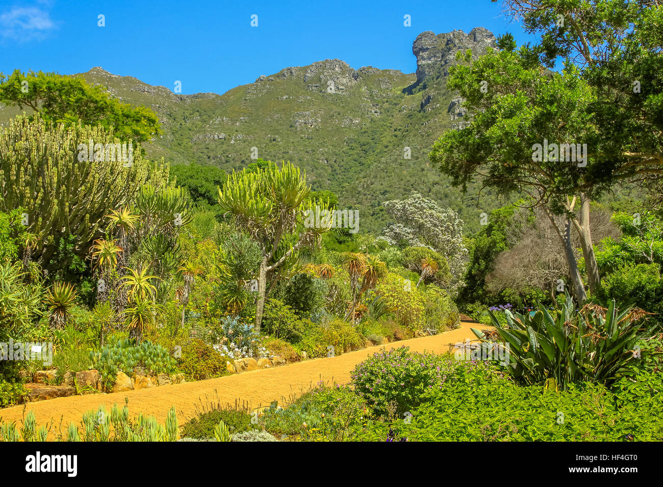 Kirstenbosch Botanical Garden Stock Photo