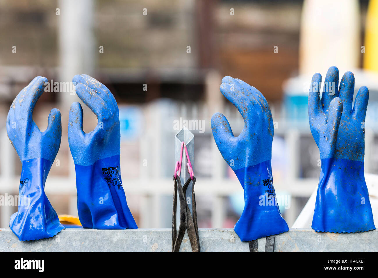 England, Whitstable. Two pairs of blue rubber gloves left to dry overnight on prongs of metal fence Stock Photo