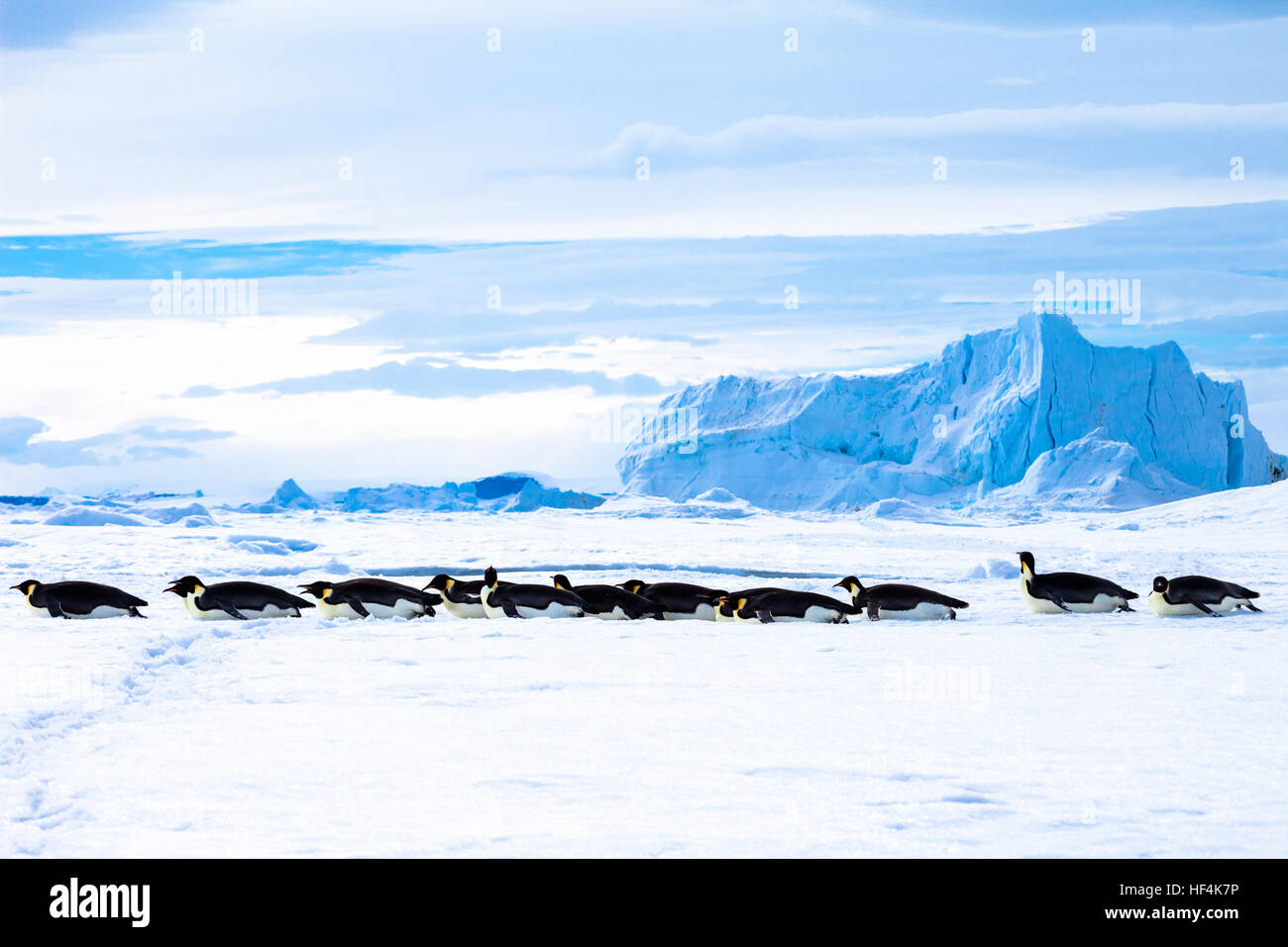 Emperor Penguins toboggan across the fast ice, Antarctica Stock Photo
