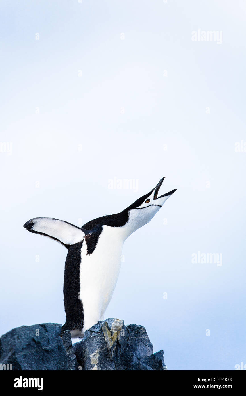 A Chinstrap penguin trumpts loudly. Antarctica. Stock Photo