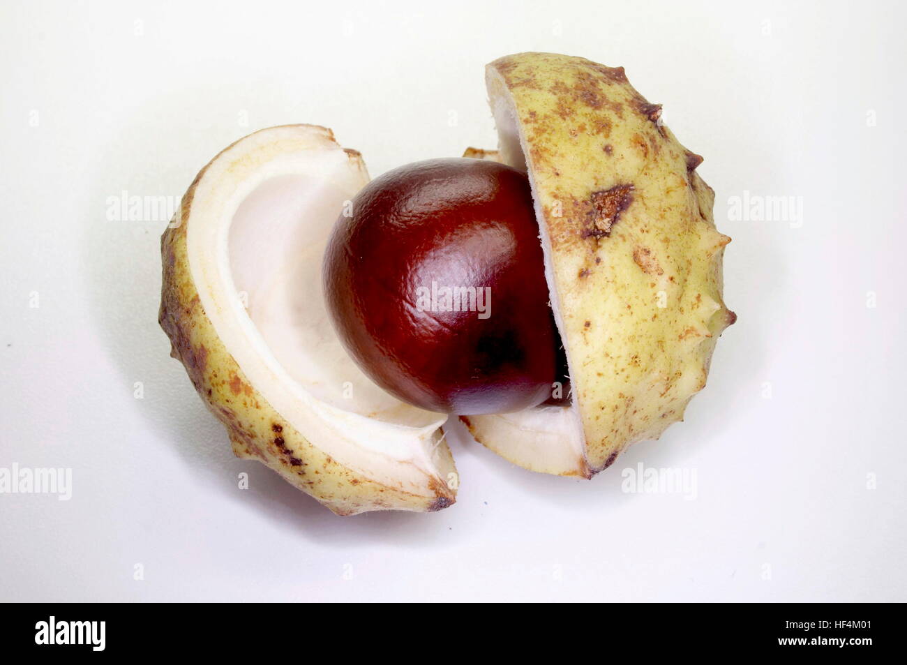 Chestnut With Shell chestnut with shell Stock Photo - Alamy