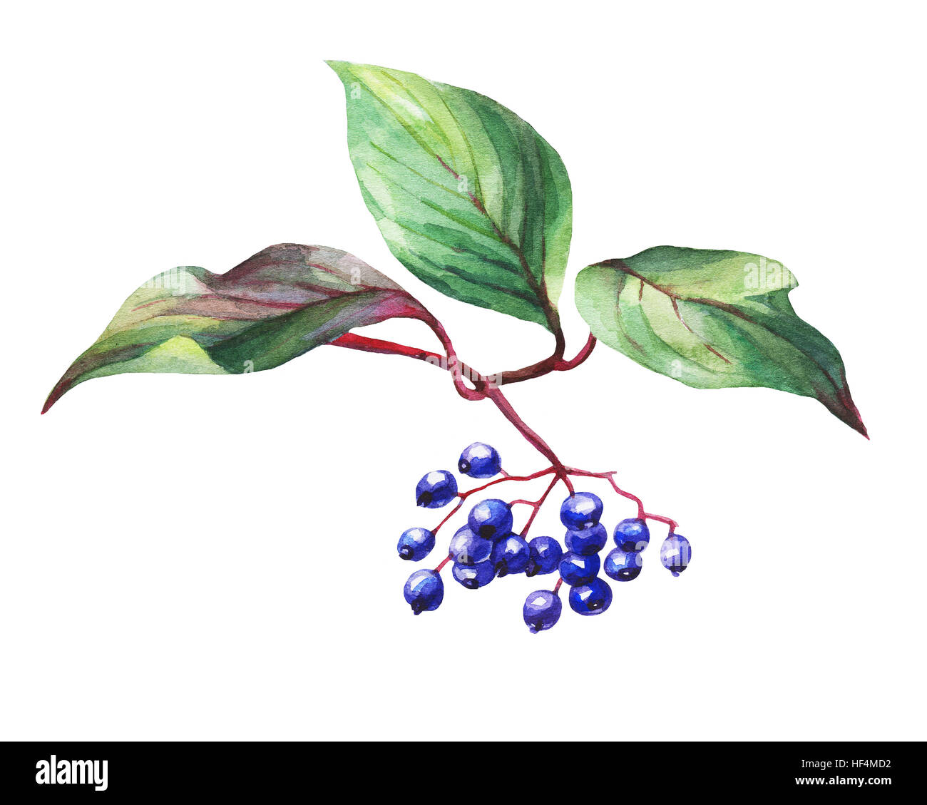 Twig of elderberry (sambucus nigra) plant with autumn leaves and black berries. Watercolor painting, isolated Stock Photo