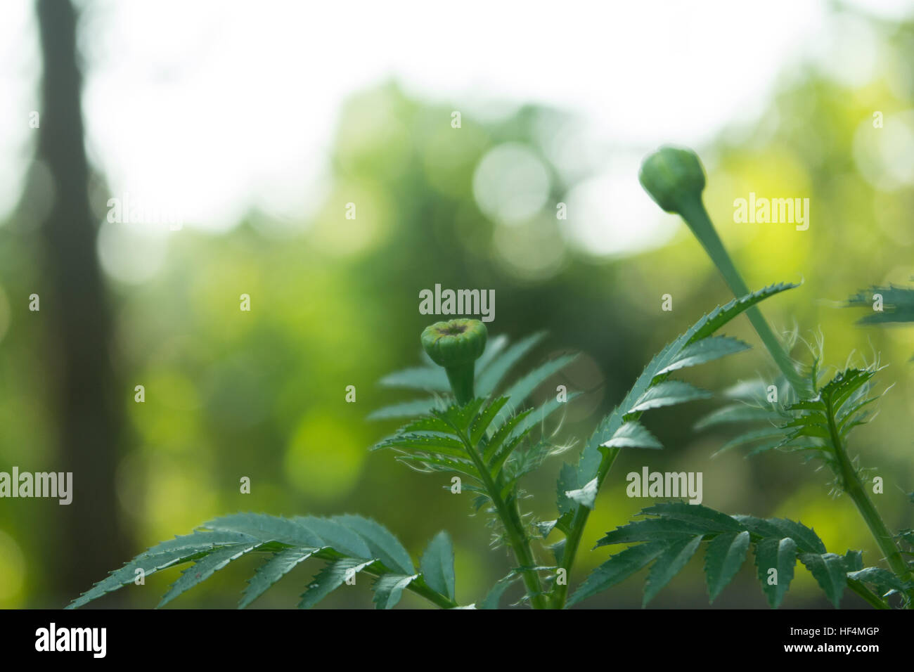 Merry Gold Tree and Flower Stock Photo - Alamy