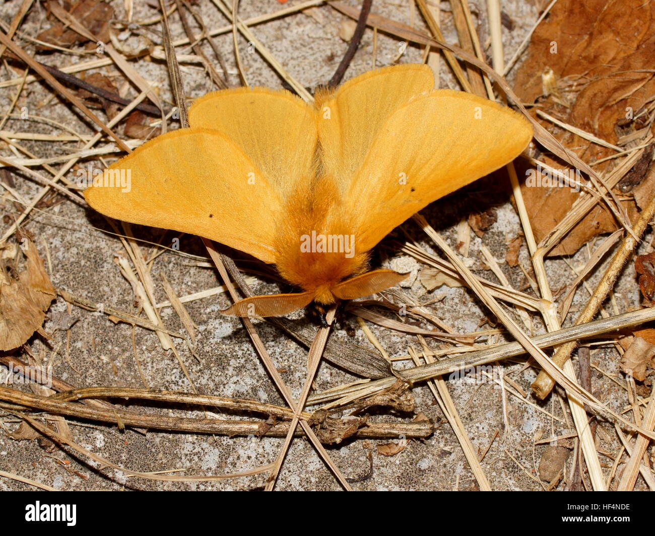 Autumn silkworm moth, Lemonia taraxaci Stock Photo