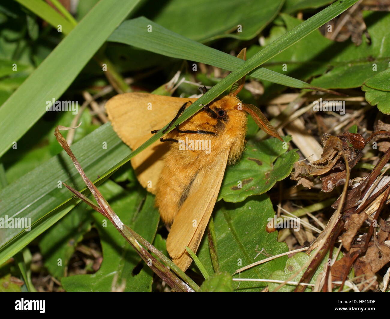 Autumn silkworm moth, Lemonia taraxaci Stock Photo
