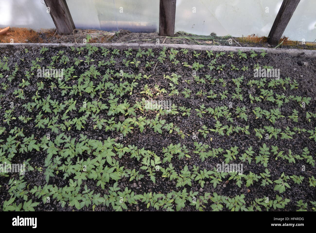 Seedlings in the greenhouse. Growing of vegetables in greenhouses Stock