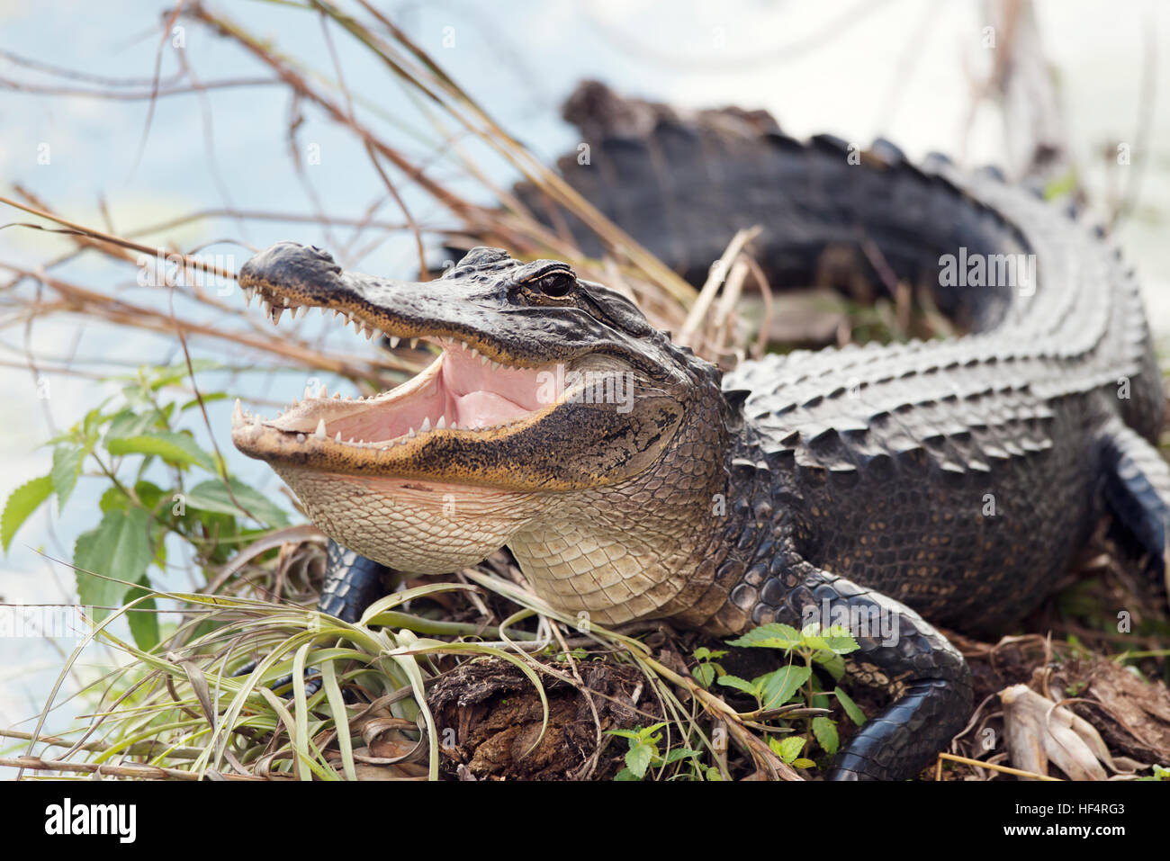 American Alligator Basking with its Mouth Open Stock Photo