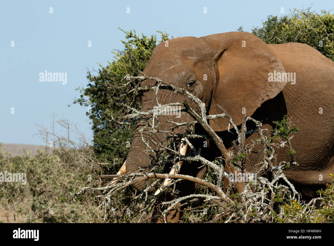 Bush Elephant hiding behind the branches in the field. Stock Photo