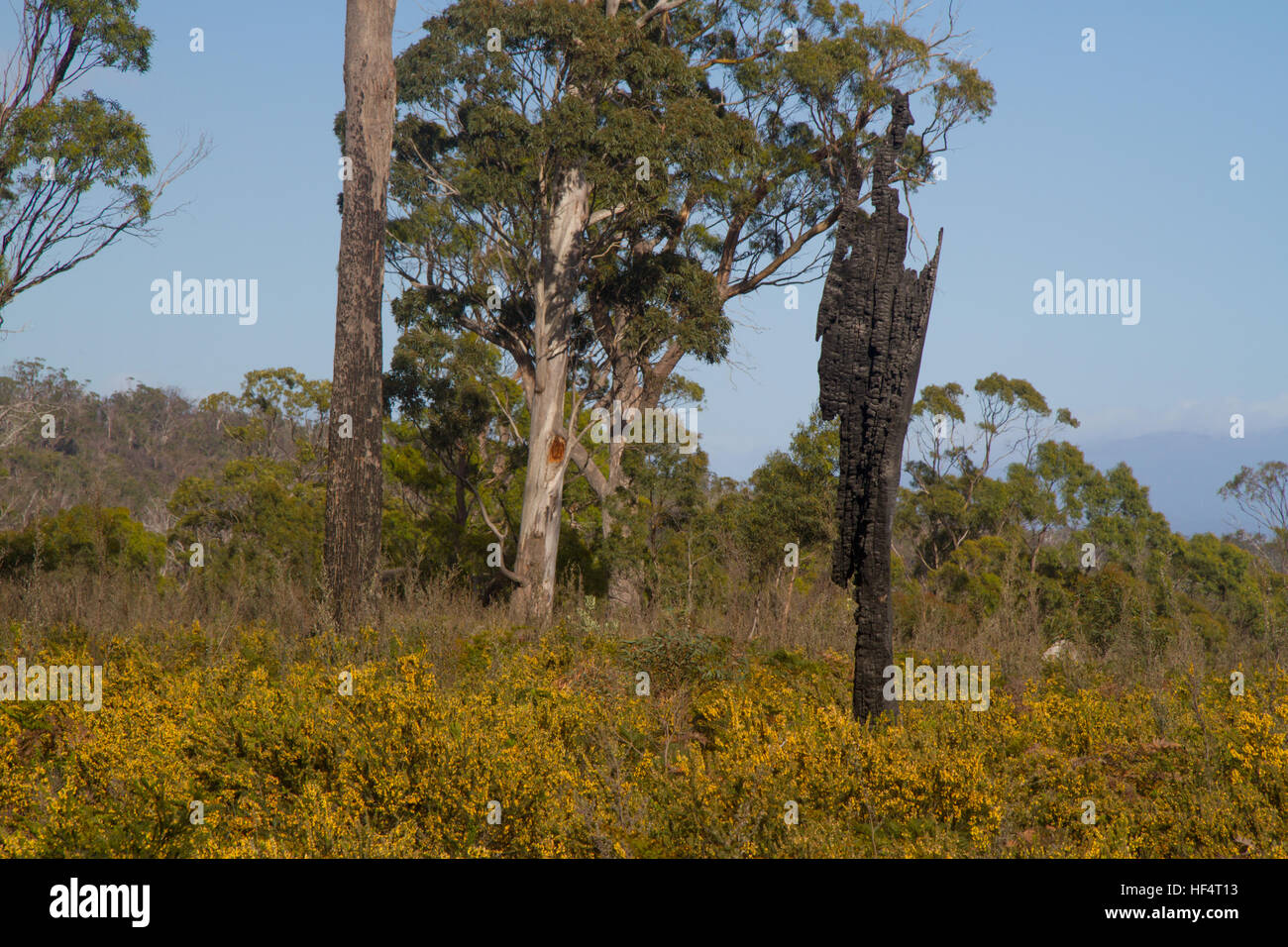 Remains of a burnt tree in a recovered landscape Stock Photo