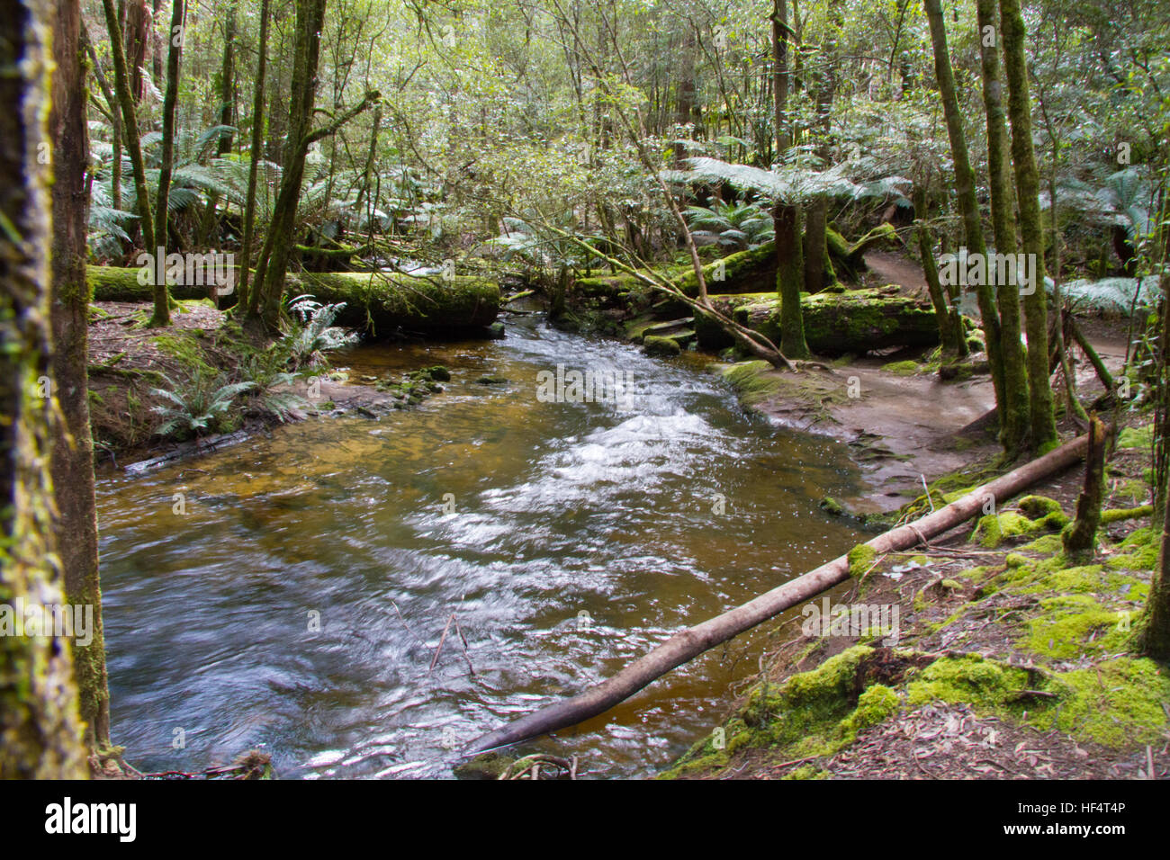 Wet sclerophyll forest hi-res stock photography and images - Alamy