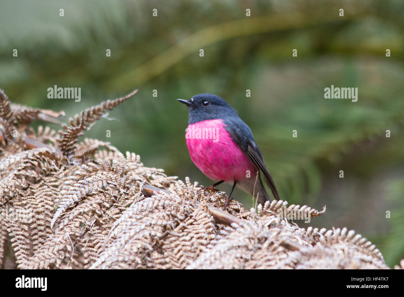 Pink Robin (Petroica rodinogaster) perched on a fern Stock Photo