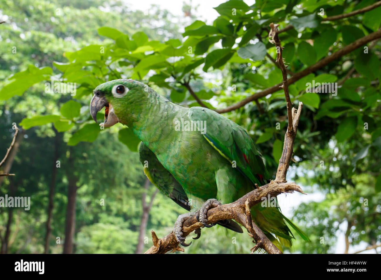 Green parrot hi-res stock photography and images - Alamy