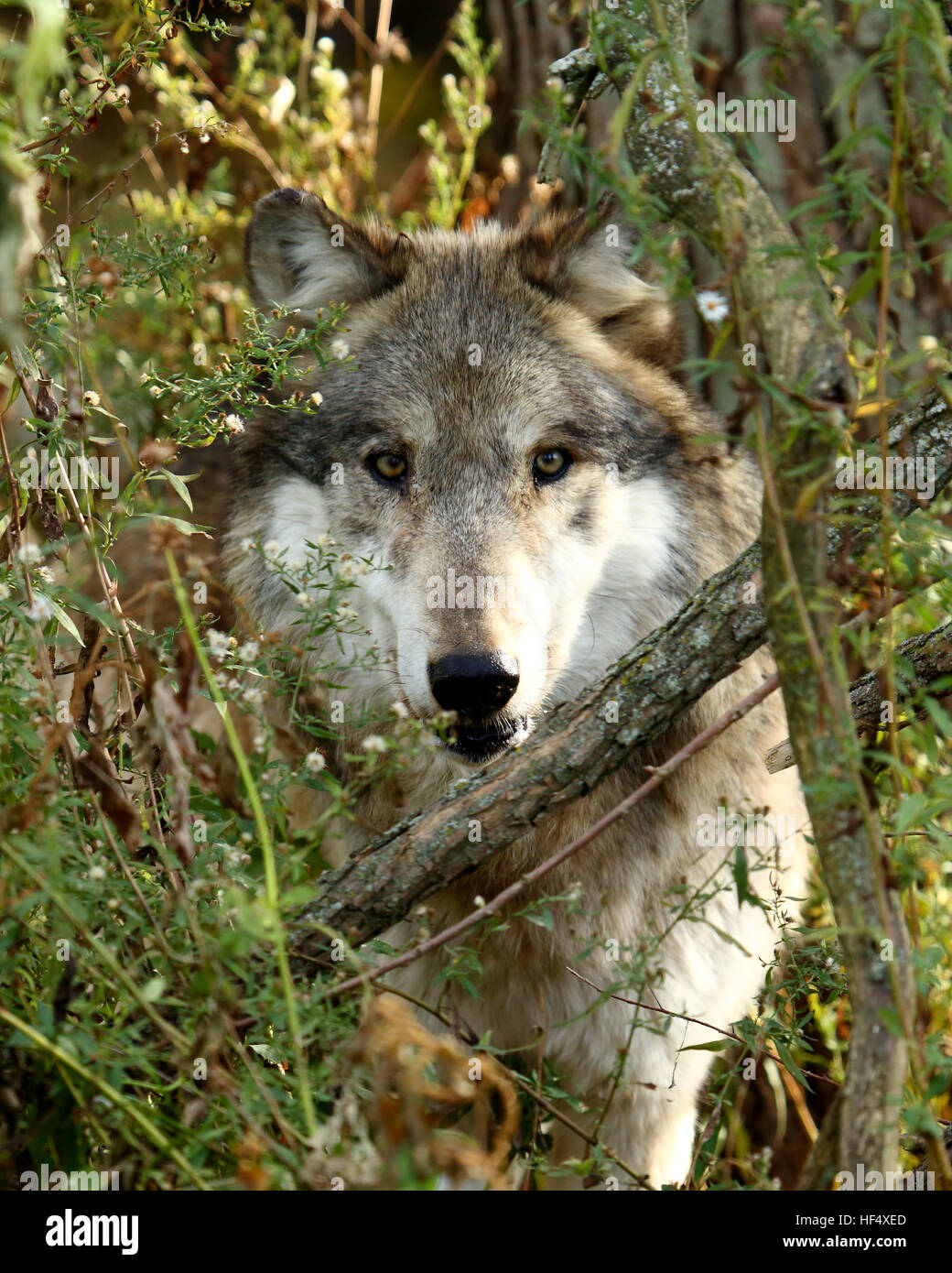 One wolf staring out from between bushes Stock Photo