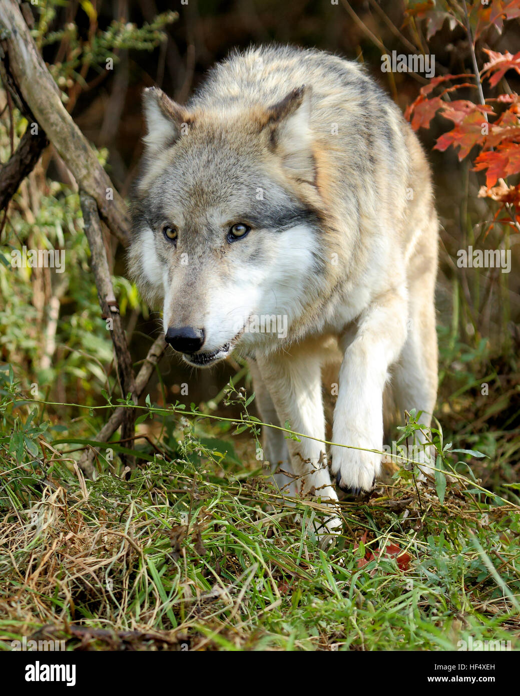 One wolf walking out from between bushes Stock Photo