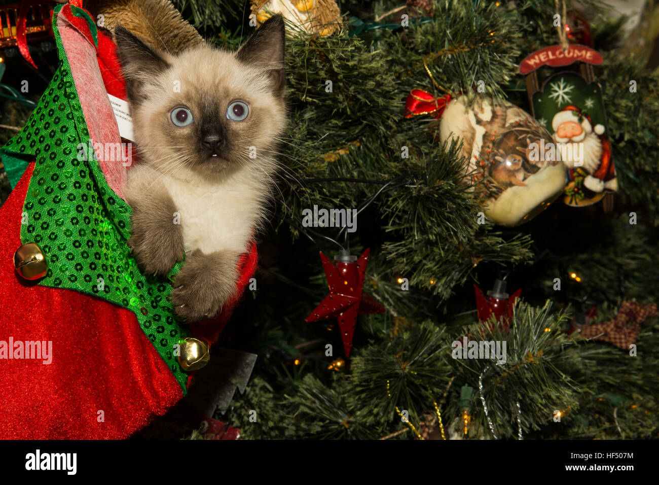 A kitten playing in a Christmas Stocking Stock Photo