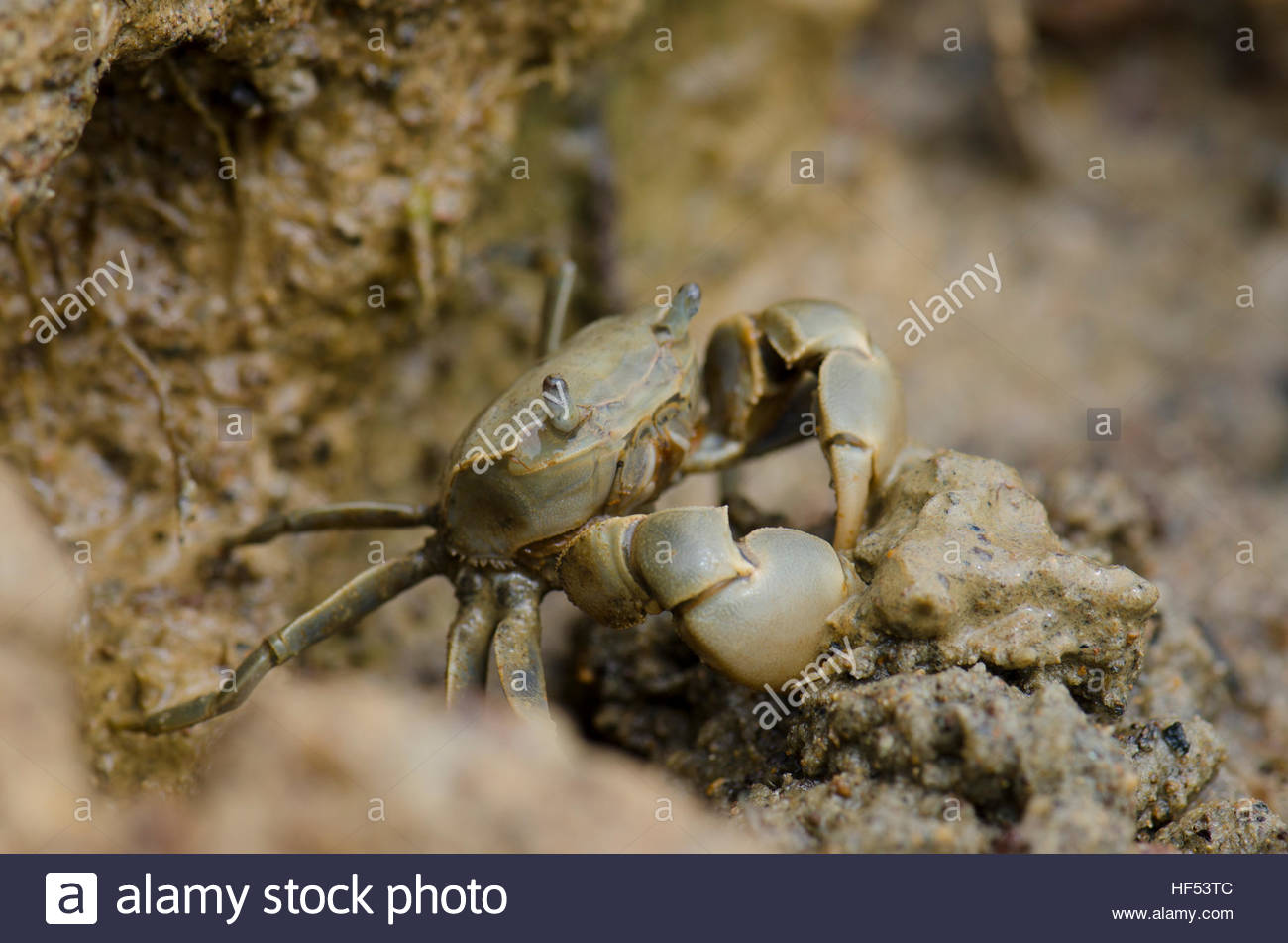 Detritivores Stock Photos & Detritivores Stock Images Alamy