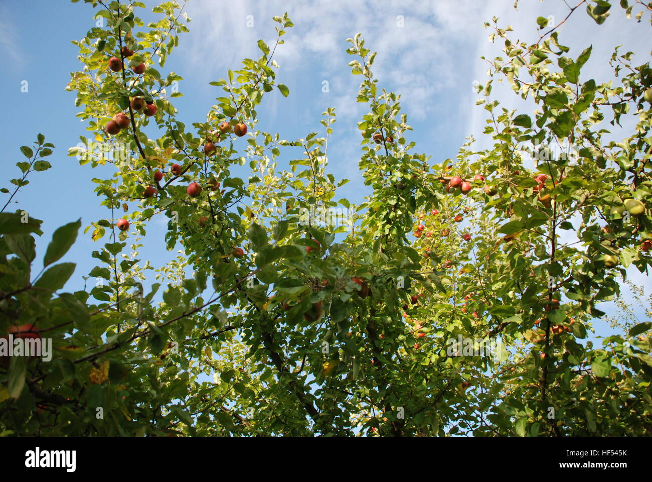 Beautiful apple tree in a garden Stock Photo