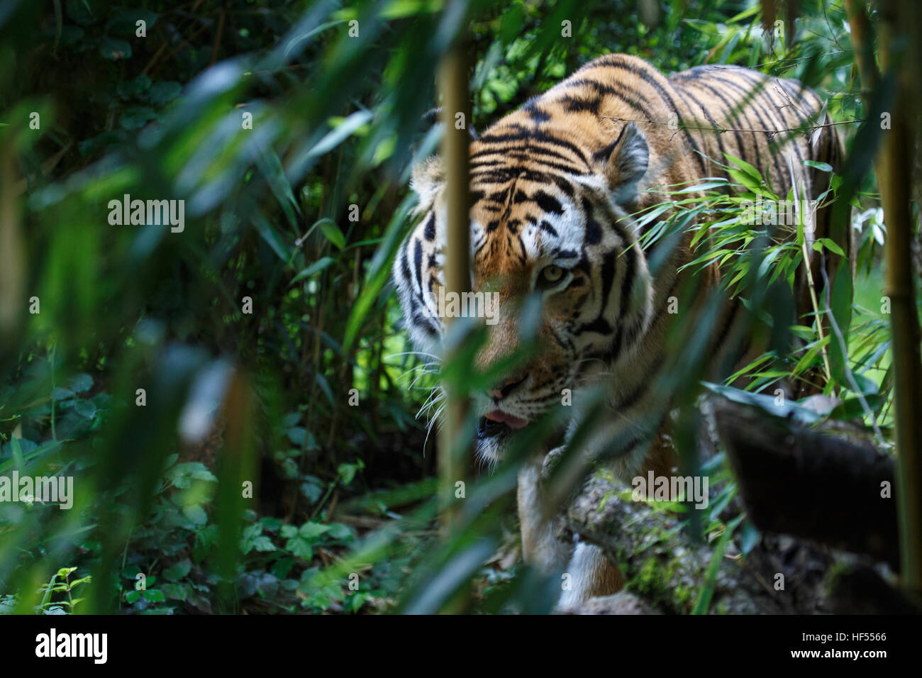 Siberian tiger or Amur tiger, Panthera tigris altaica, walking in the forest and ready for an ambush. Stock Photo