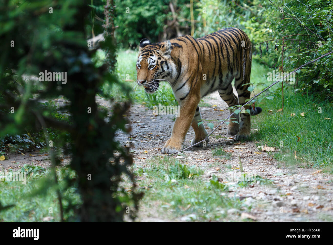 Siberian tiger or Amur tiger, Panthera tigris altaica, walking along a path in the forest. Stock Photo
