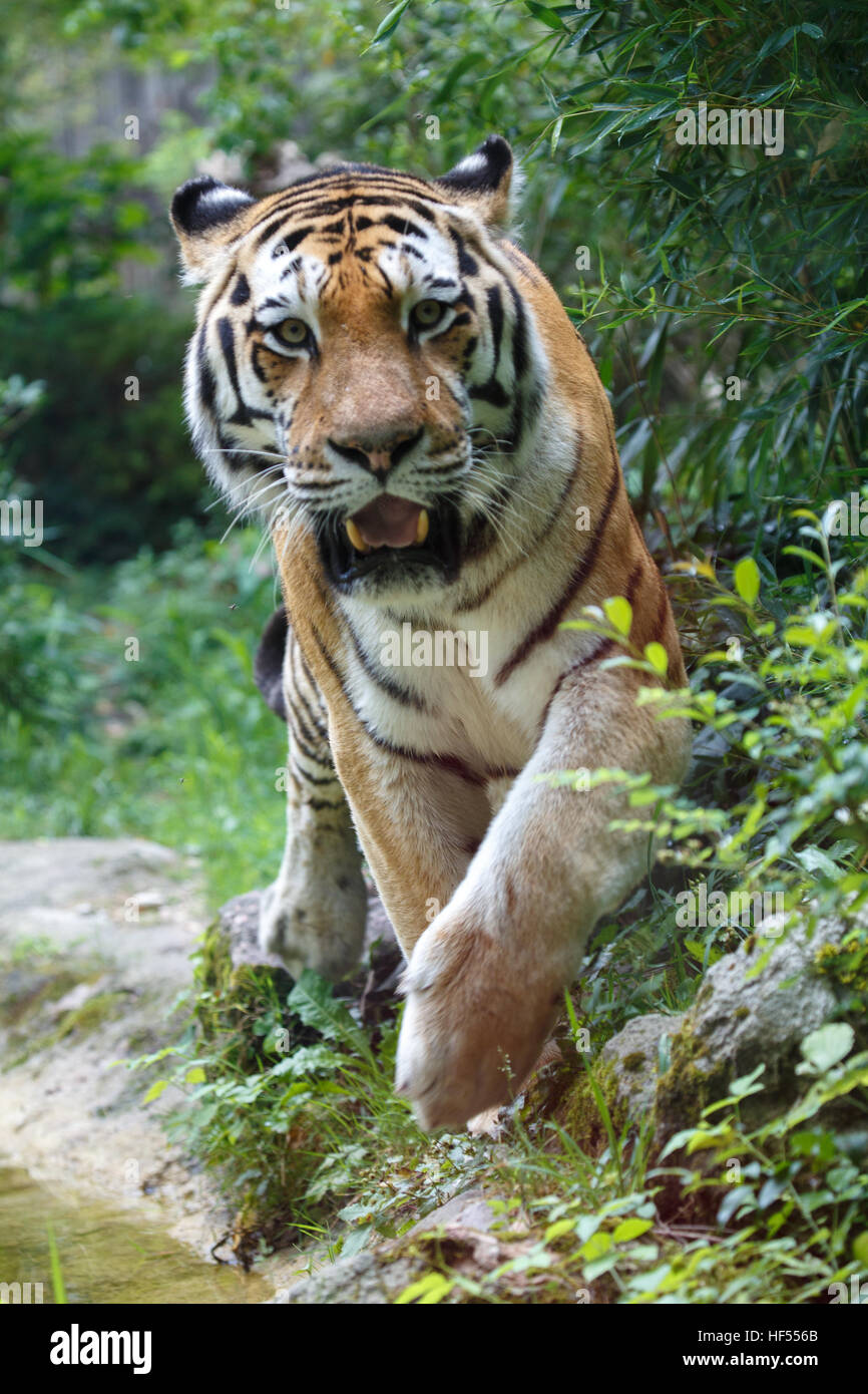 Frontal view of a siberian tiger or Amur tiger, Panthera tigris altaica, approaching to the camera. Stock Photo