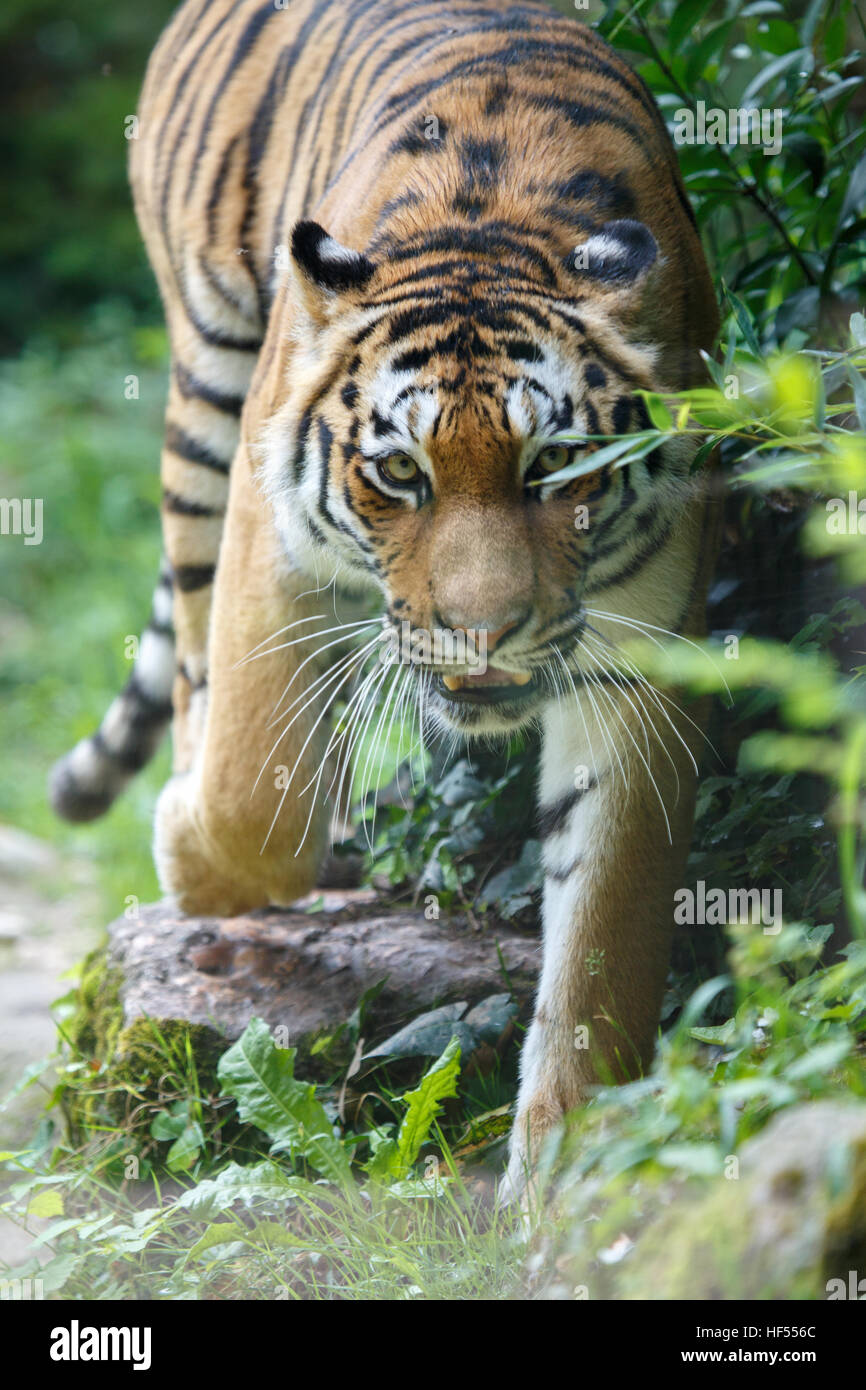 Frontal view of a siberian tiger or Amur tiger, Panthera tigris altaica, pointing to the camera. Stock Photo