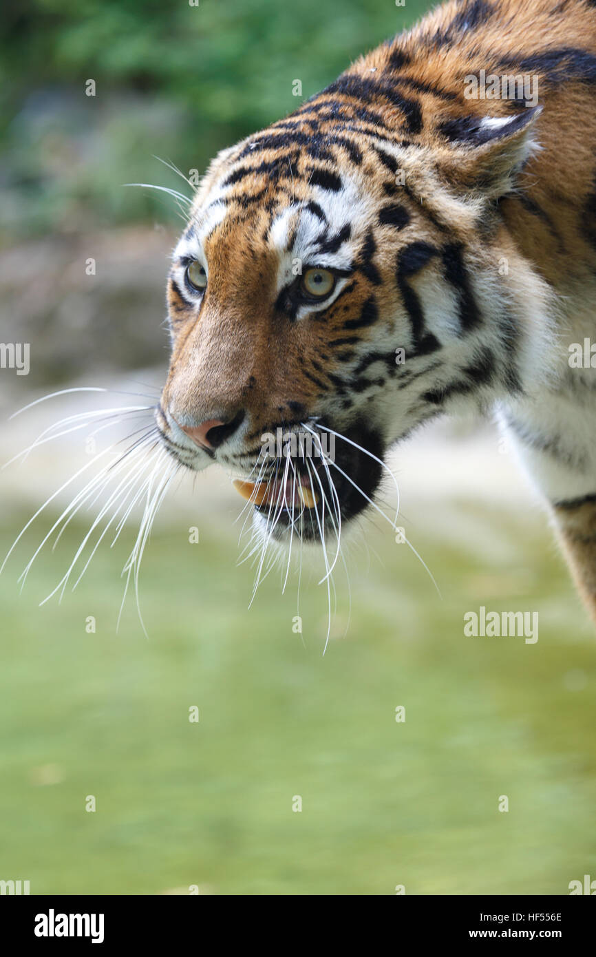 Closeup view of a siberian tiger or Amur tiger, Panthera tigris altaica. Stock Photo