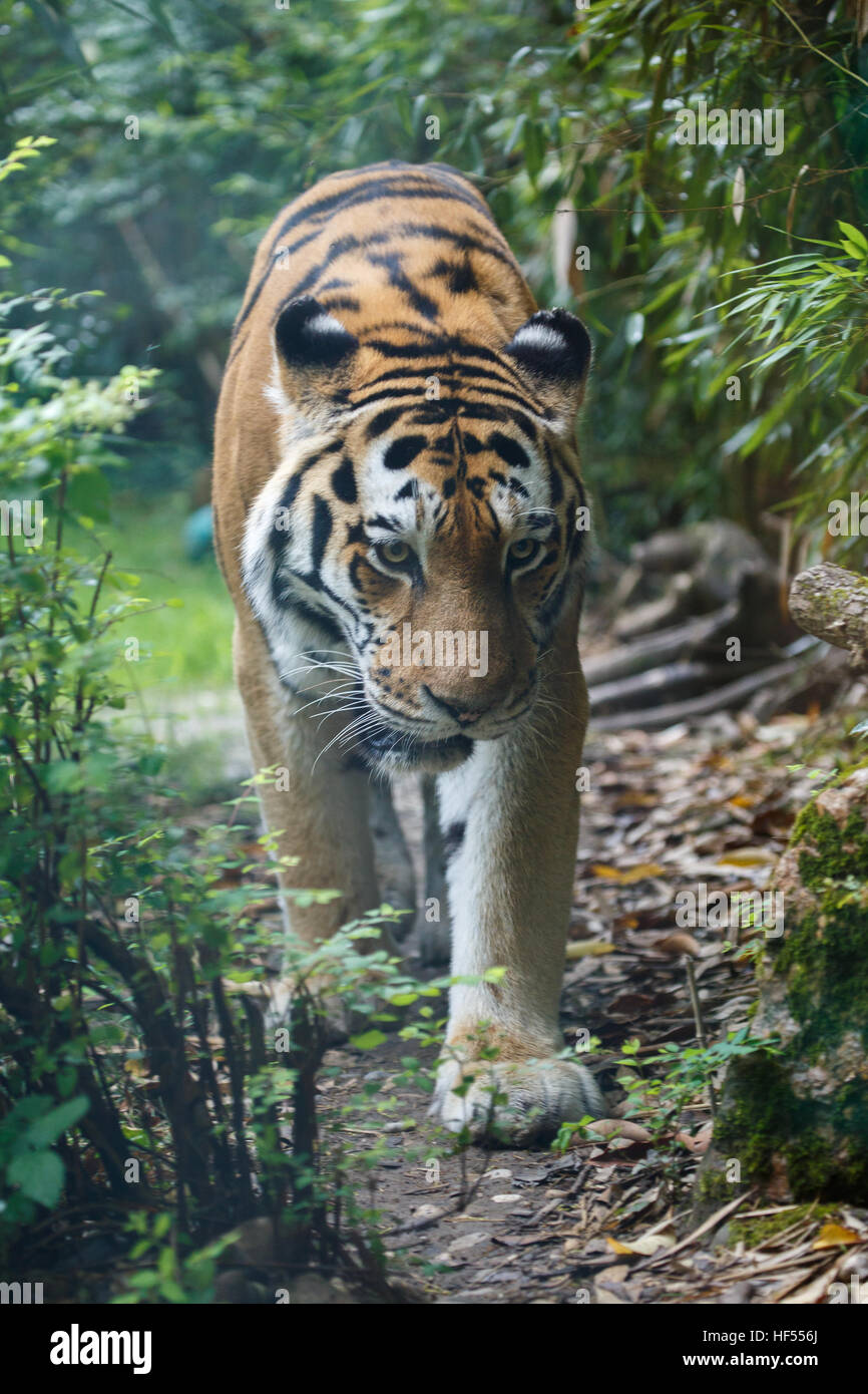 View of a siberian tiger or Amur tiger, Panthera tigris altaica, walking in the forest towards the camera. Stock Photo