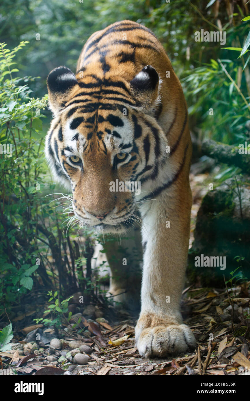 Closeup view of a siberian tiger or Amur tiger, Panthera tigris altaica, walking in the forest towards the camera. Stock Photo
