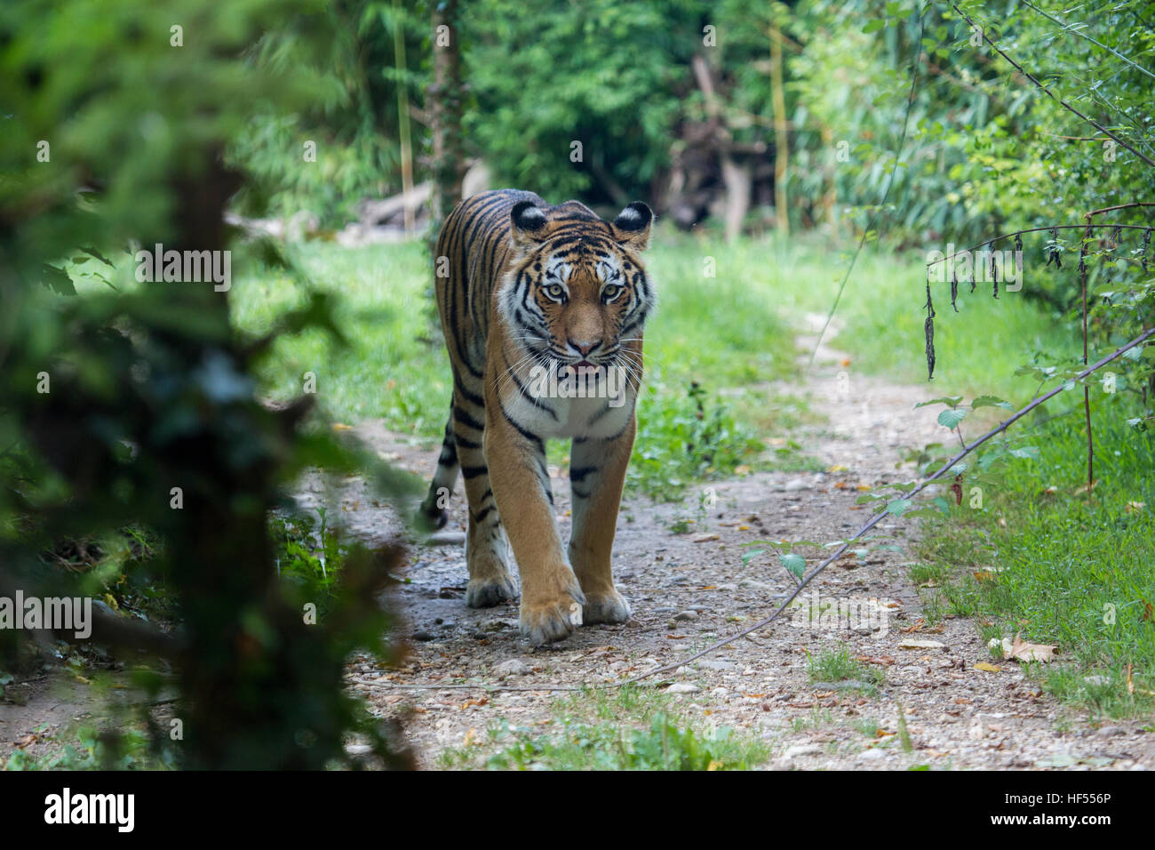 Frontal view of a siberian tiger or Amur tiger, Panthera tigris altaica, walking along a path trail in the forest. Stock Photo