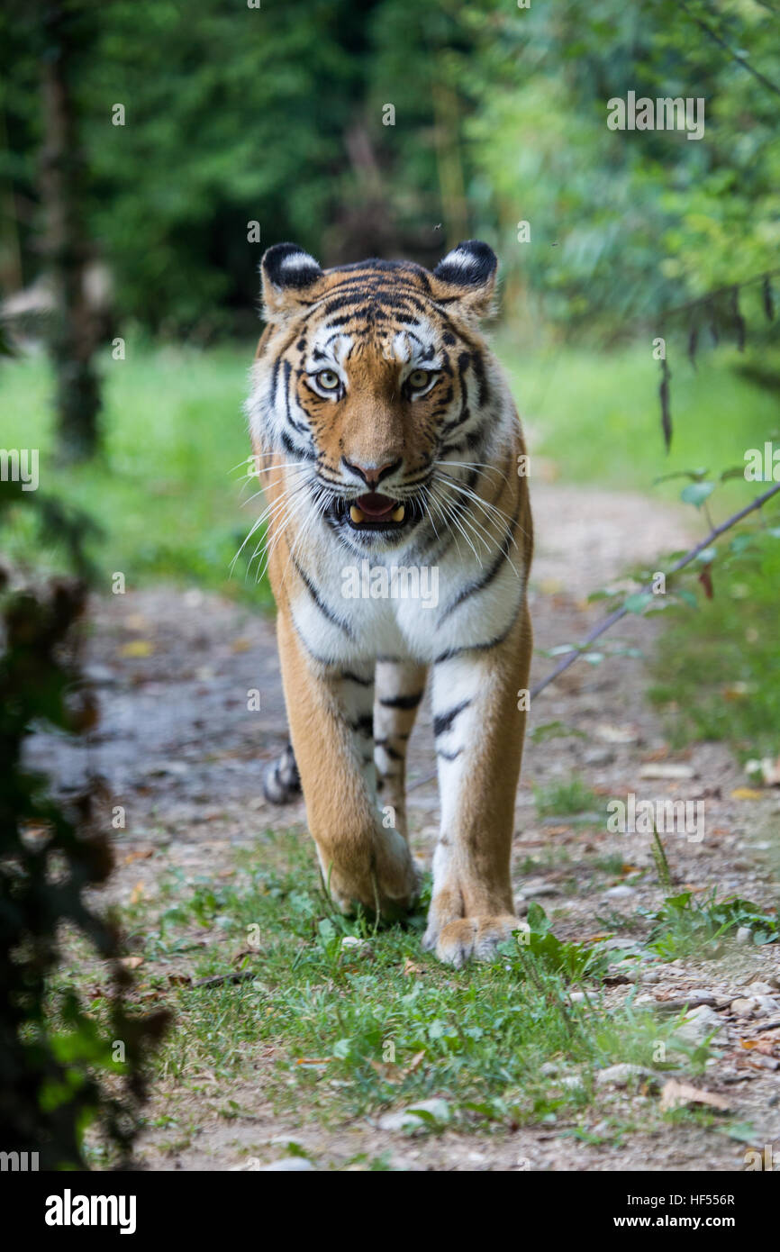 Frontal view of a siberian tiger or Amur tiger, Panthera tigris altaica, looking at the camera in the forest. Stock Photo