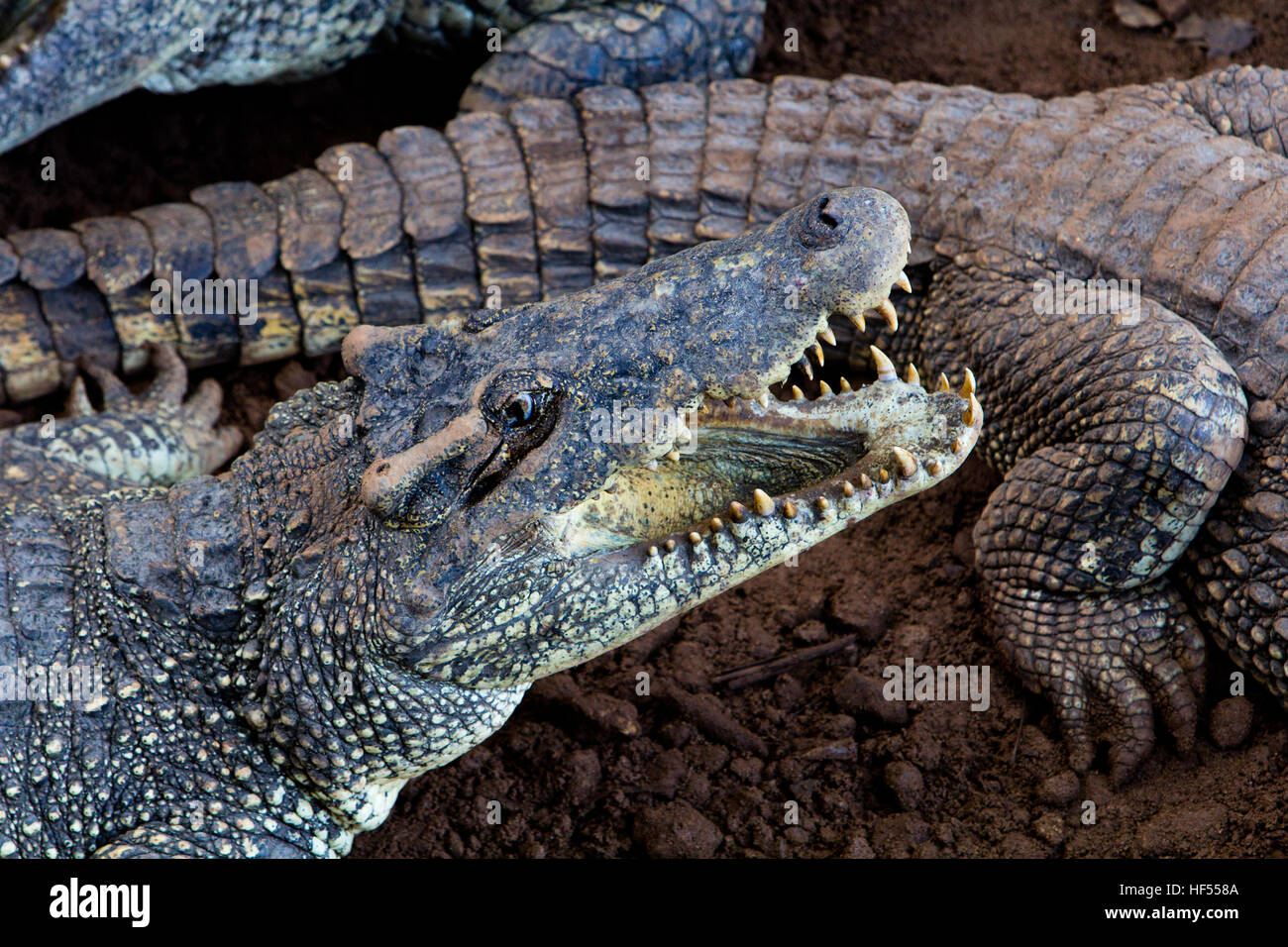 Cuban crocodile at a captive breeding program at Guama Crocodile Farm in Matanzas , Laguna del Tesoro, Cuba Stock Photo