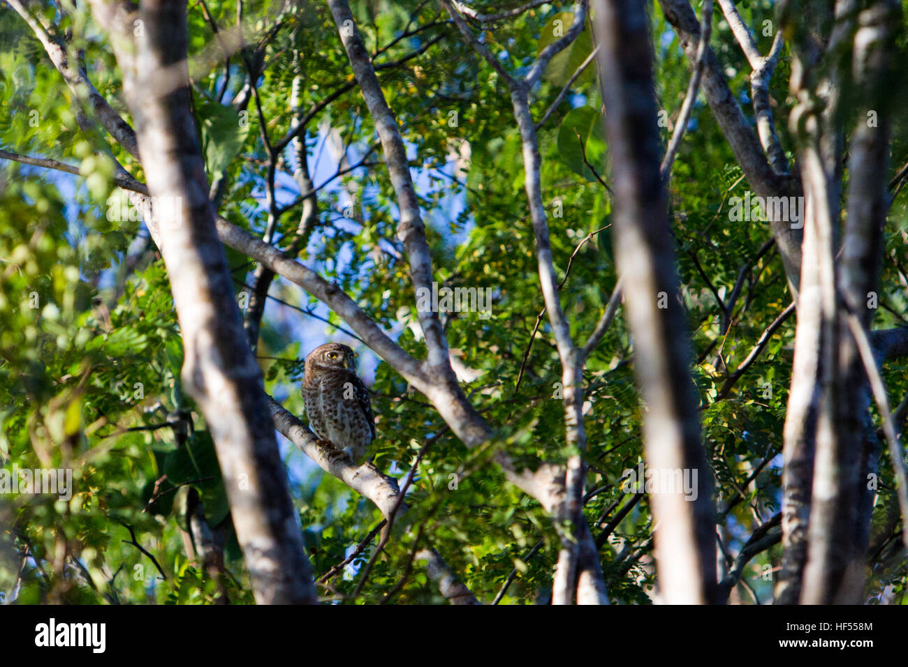 A Cuban Pygmy-owl, endemic to Cuba, in Zapata National Park Stock Photo