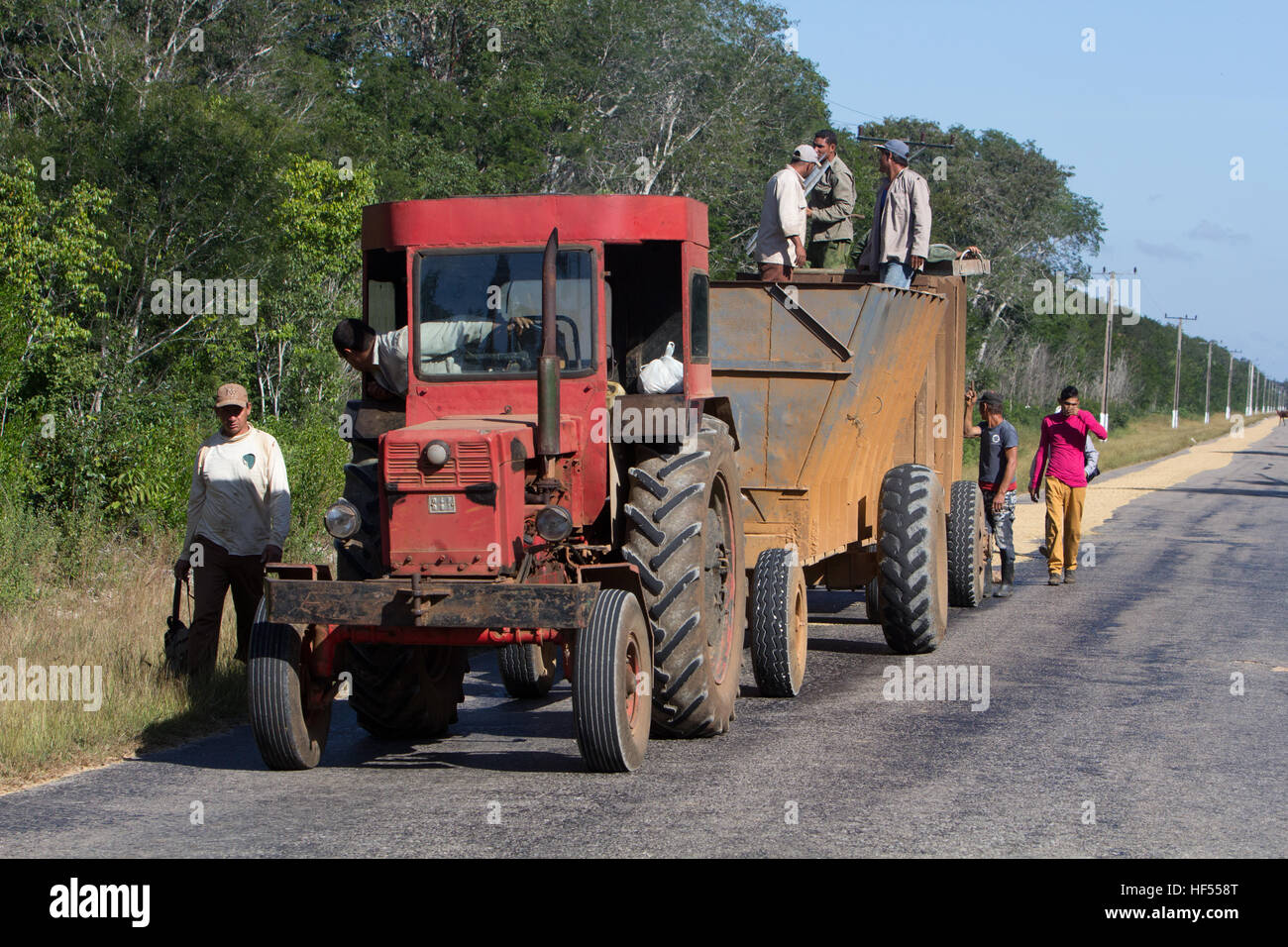 Men drying rice on a rural road in Cuba Stock Photo