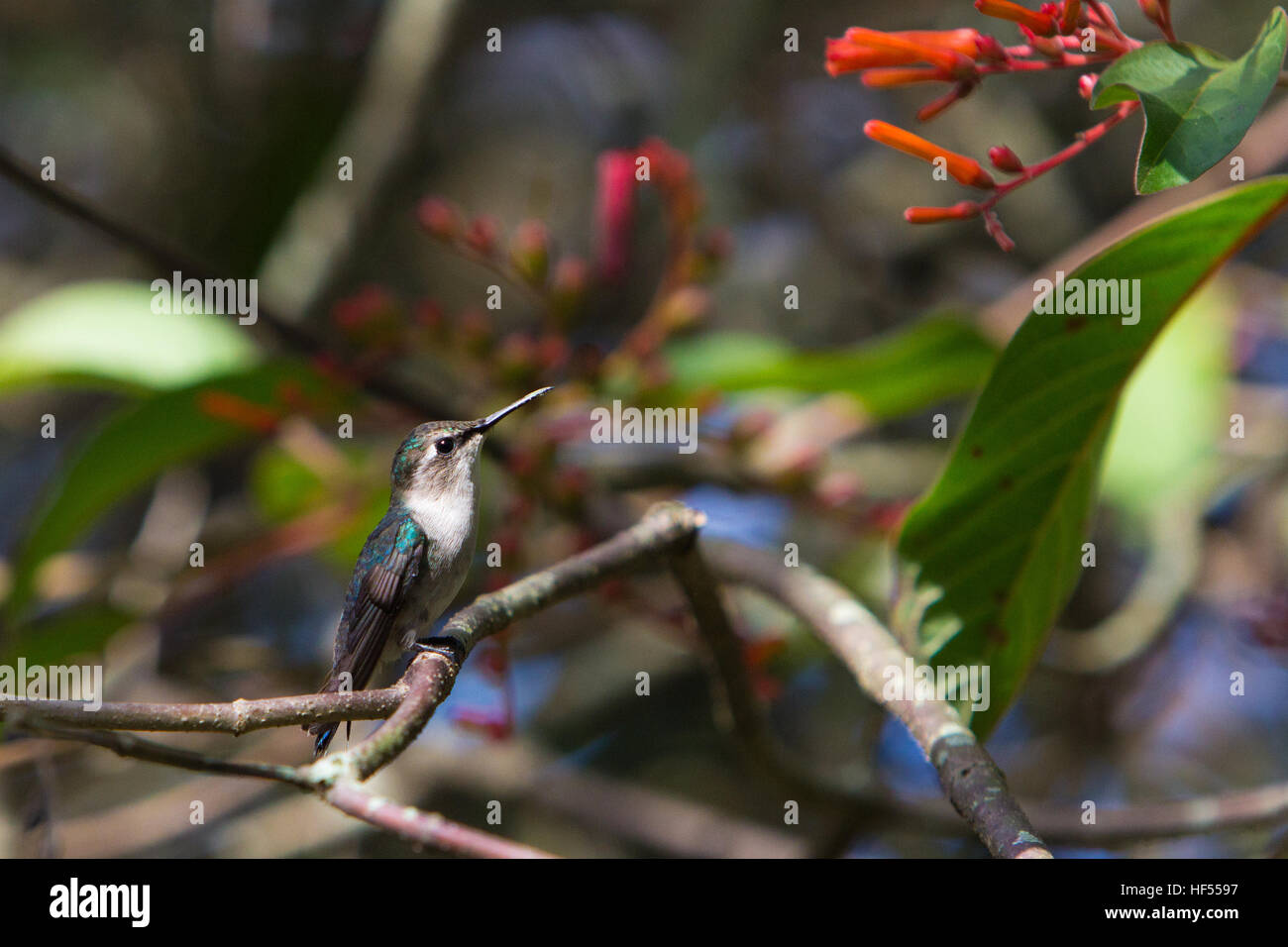 A female Bee Hummingbird, the world's smallest bird, in Cuba Stock Photo