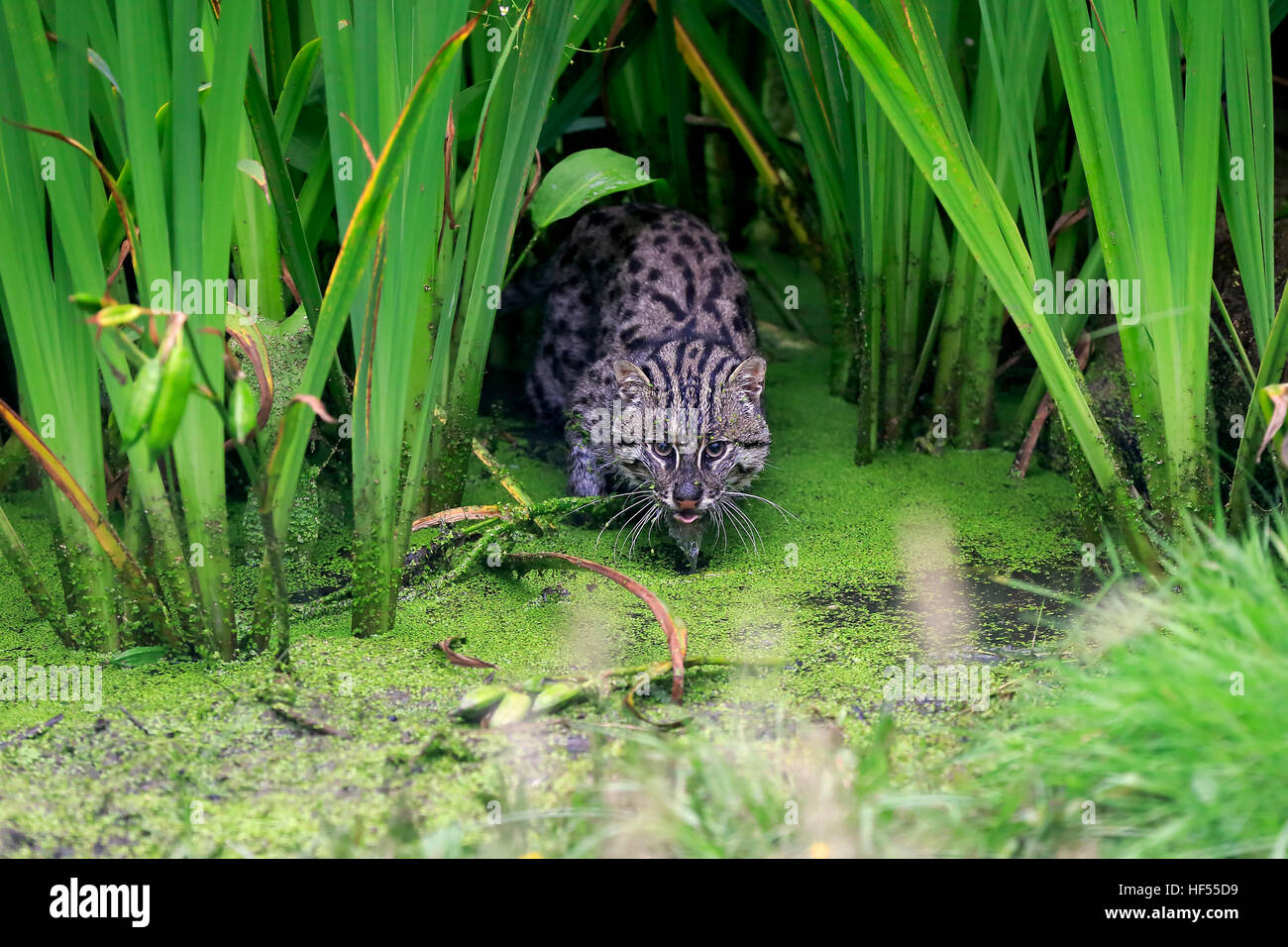 Fishing Cat, (Prionailurus viverrinus), adult hunting at water, Asia Stock Photo