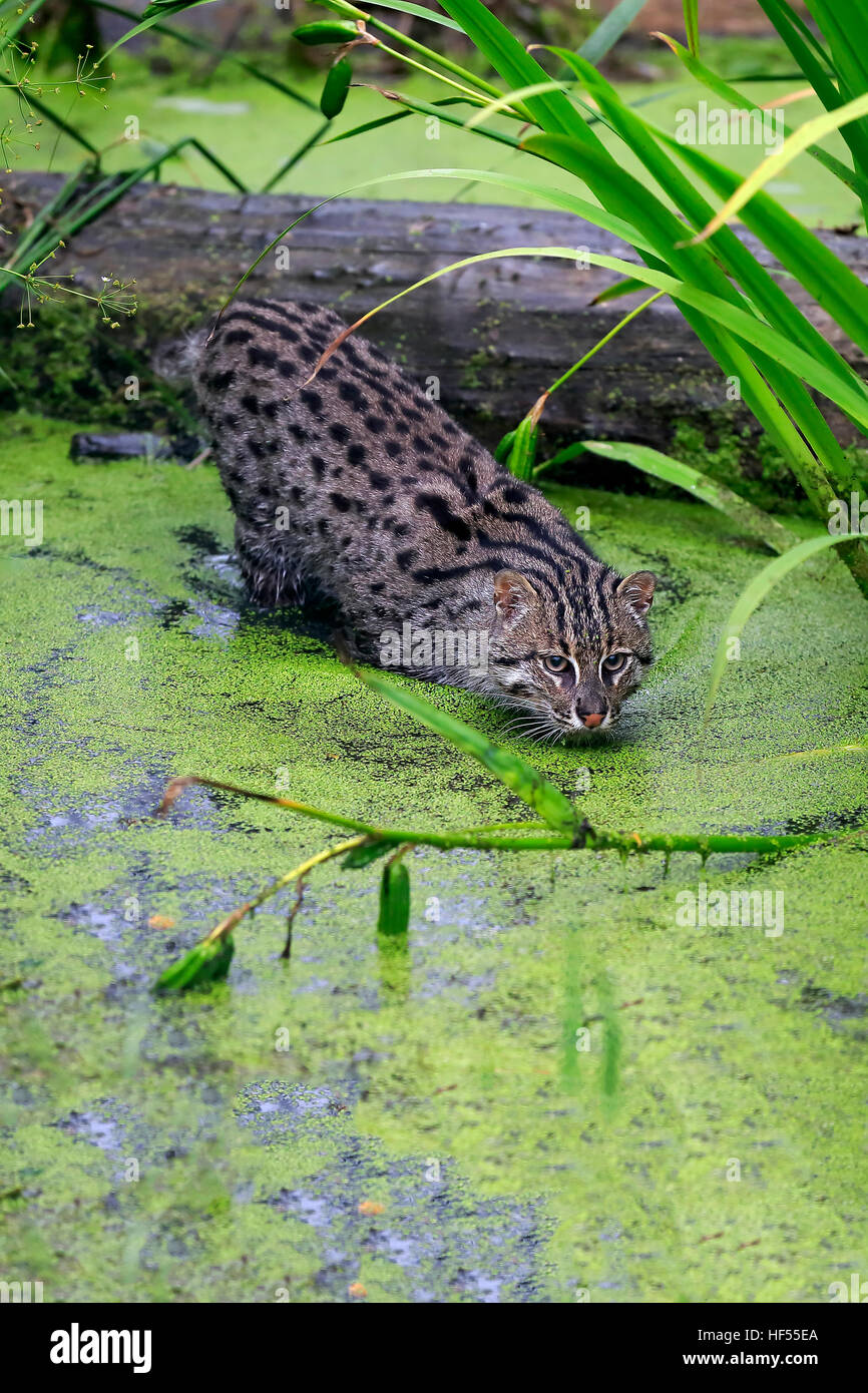 Fishing Cat, (Prionailurus viverrinus), adult hunting at water, Asia Stock Photo