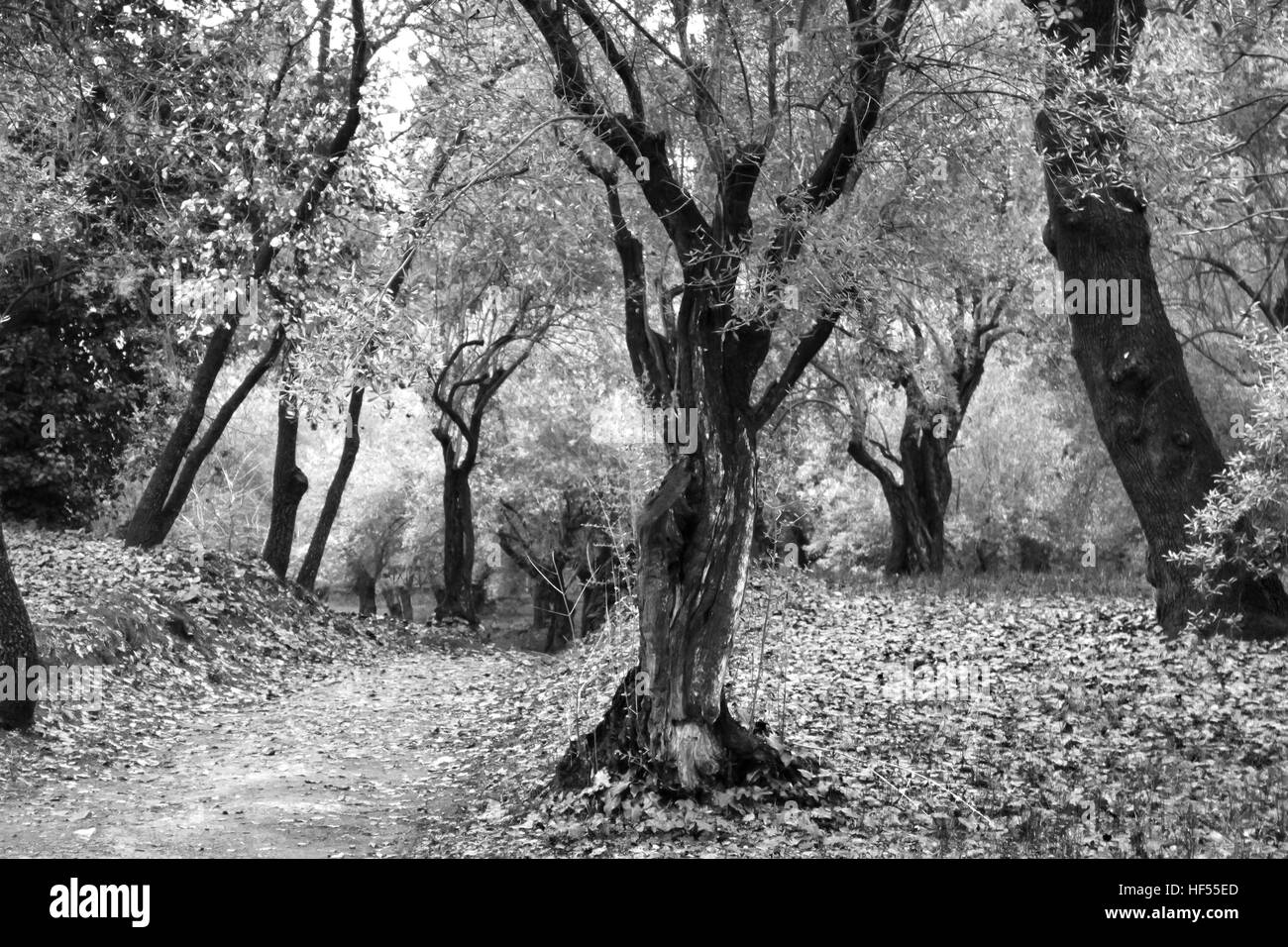 Olive tree Black and White Stock Photos & Images Alamy