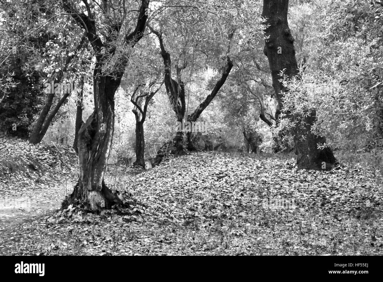 Olive tree Black and White Stock Photos & Images Alamy