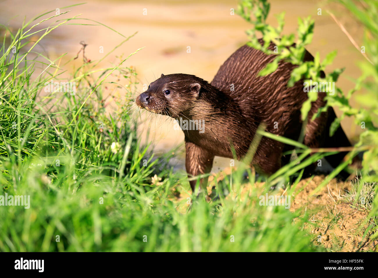 European otter, common otter,  (Lutra lutra), adult alert, Surrey, England, Europe Stock Photo