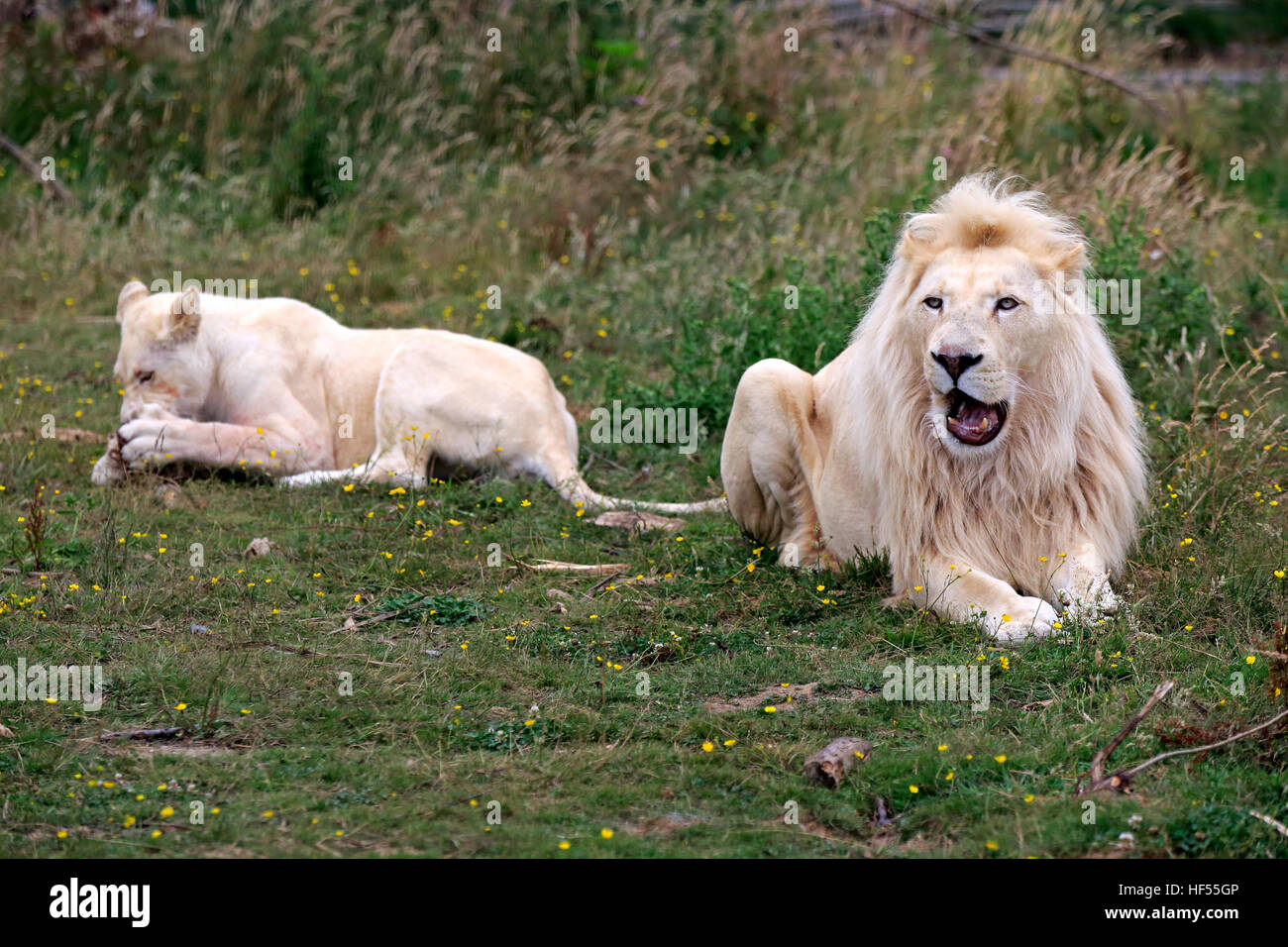 Lion, White Form, (Panthera leo), adult couple, female feeding, Africa Stock Photo