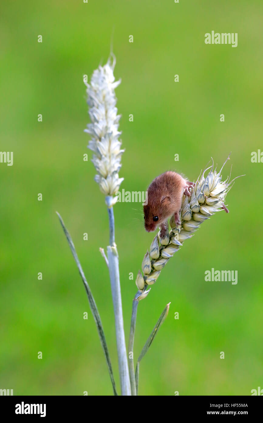Harvest mouse, (Micromys minutus), adult climbing at wheat stalks, Surrey, England, Europe    Harvest mo Stock Photo