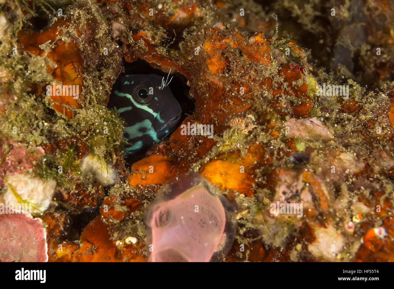 Underwater picture of Bicolor Blenny (Ecsenius bicolor) in the hidding place Stock Photo