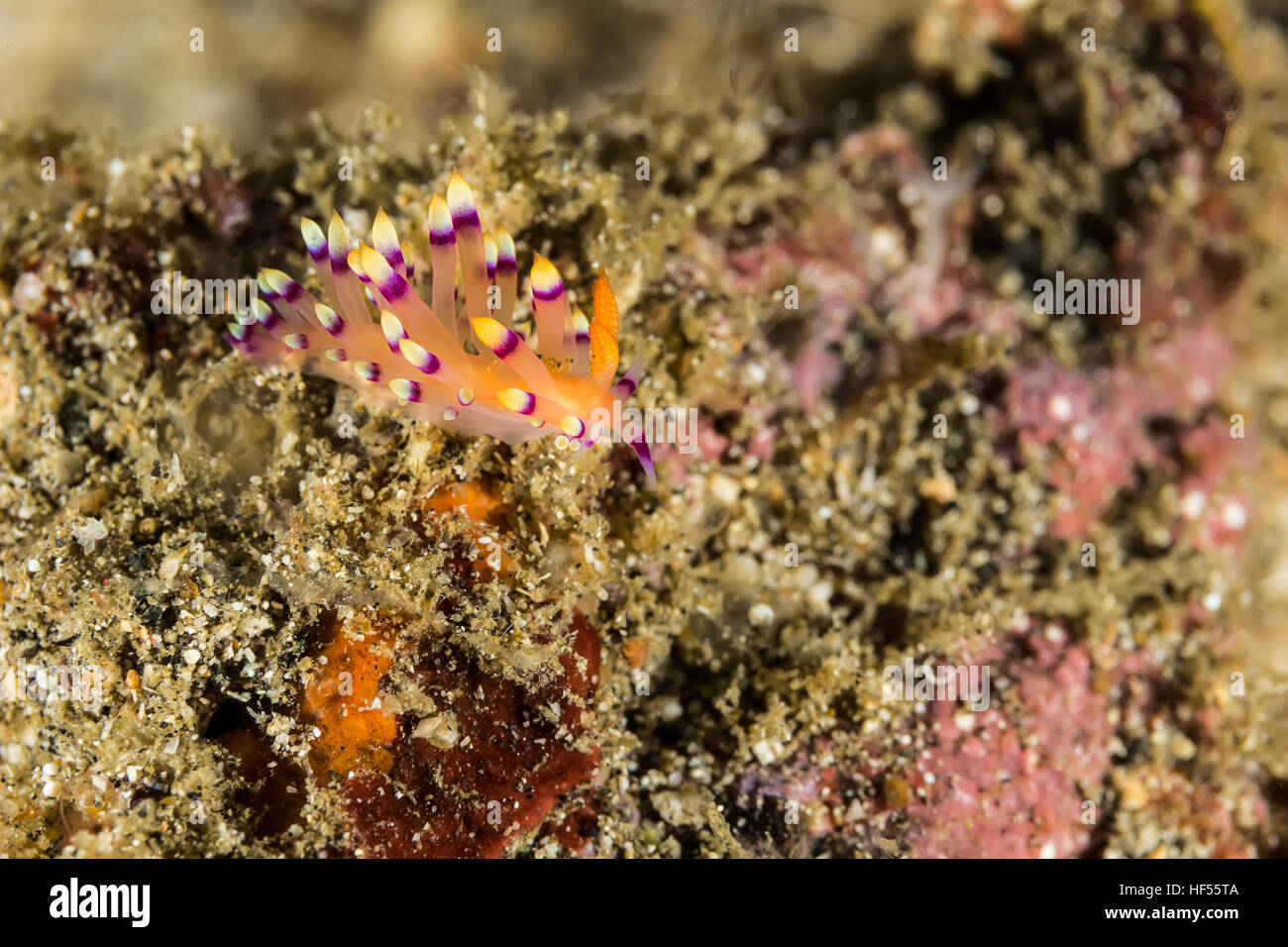 Underwater picture of Cuthona sibogae Nudibranch, Sea Slug Stock Photo