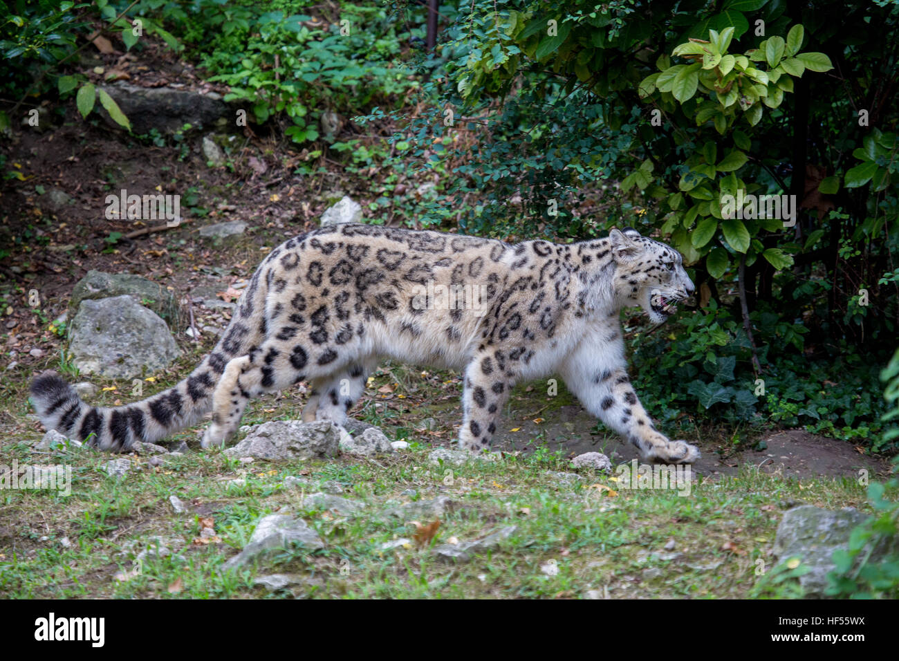 Side view of a snow leopard, Panthera uncia, walking in the forest in the summer season. This feline, also known as ounce is a large cat native to the Stock Photo