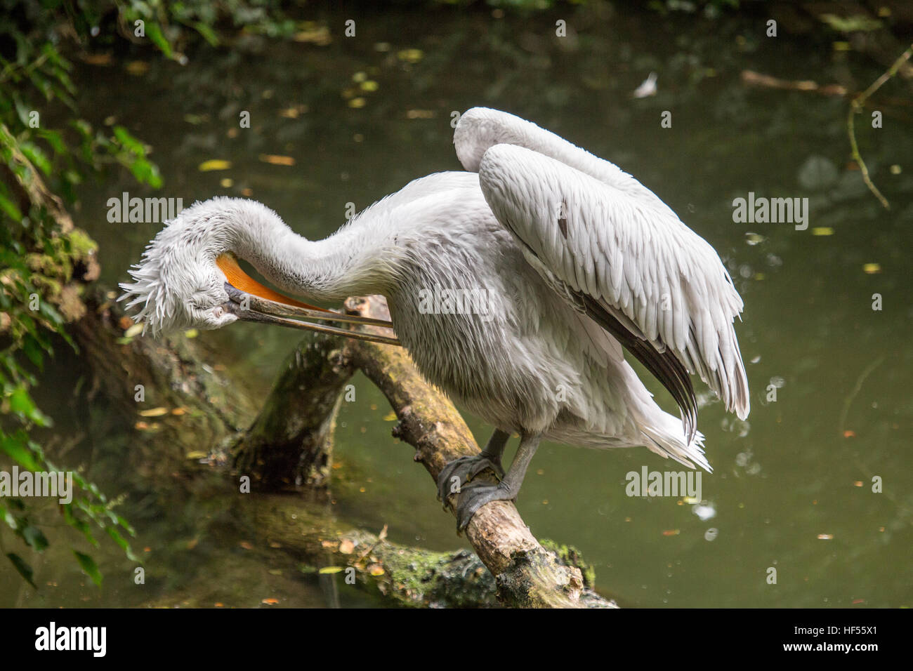A Dalmatian pelican, Pelecanus crispus, perched on a a trunk that emerges from the water is cleaning its feathers. This bird breeds from Europe to Ind Stock Photo