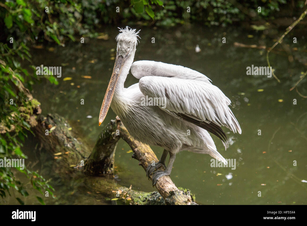 A Dalmatian pelican, Pelecanus crispus, perched on a a trunk that emerges from the water and looking at the camera. This bird is found in lakes, river Stock Photo