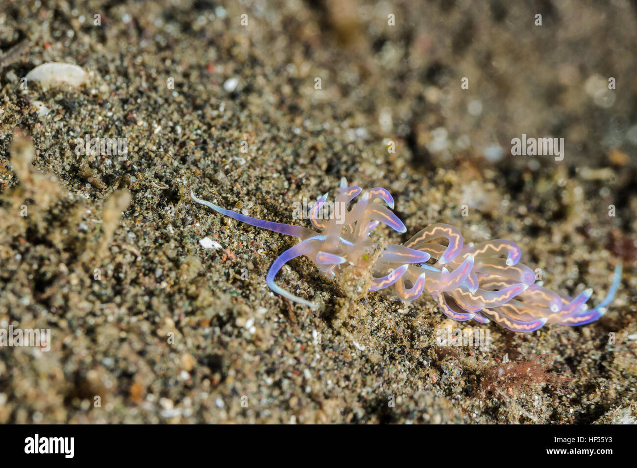 Underwater picture of Phyllodesmium opalescens Nudibranch, Sea Slug