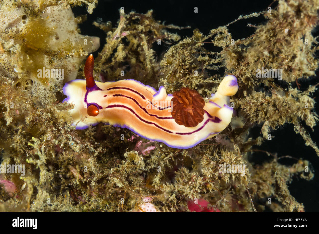 Underwater picture of  Chromodoris sp Nudibranch, Sea Slug Stock Photo
