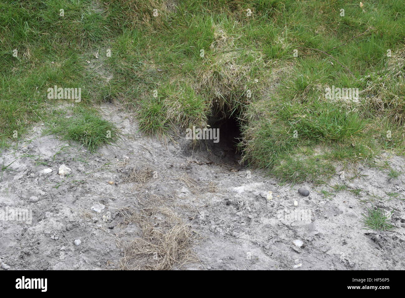 Entrance to badger sett with sanndy foreground and grassy bank Stock Photo