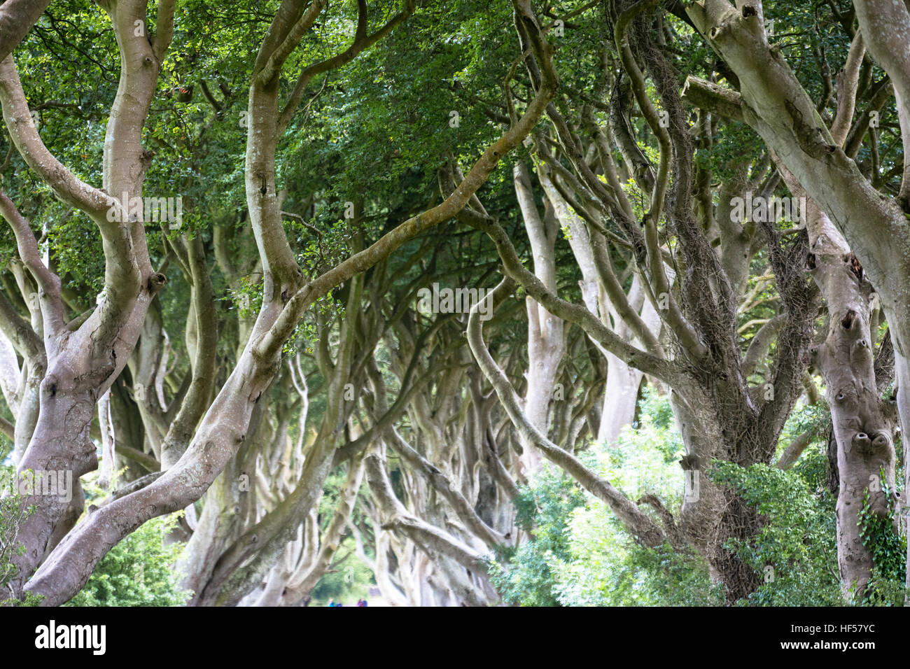 The Dark Hedges near Ballymoney, Antrim in Northern Ireland Stock Photo